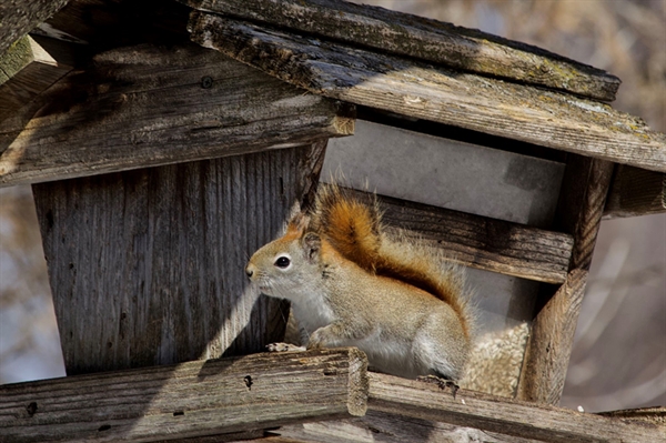 Learn how to keep squirrels away from bird feeders with tips from Virginia horticulturalists