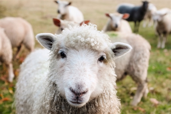 Natural fleeces offer a renewable alternative to synthetic fibers