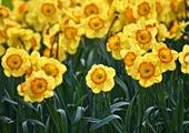 Daffodils are springing up in Gloucester County, on Real Virginia