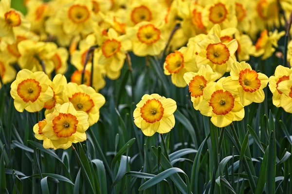 Daffodils are springing up in Gloucester County, on Real Virginia