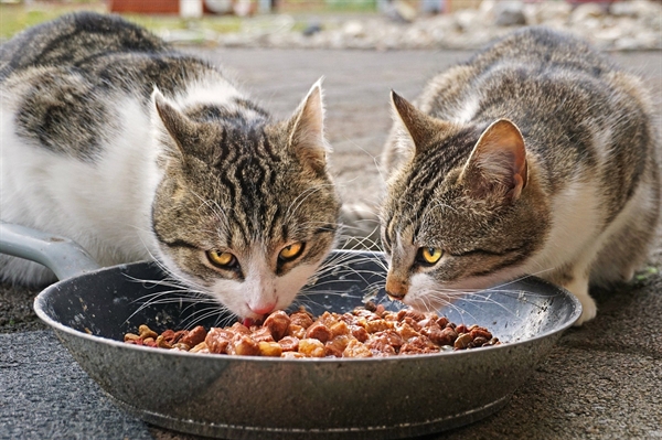 Crazy for kibble Farmers benefit from a robust pet food industry