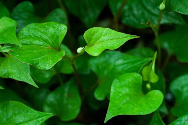 Non-native plants can overtake home landscapes