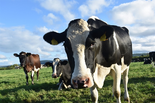 Virginia dairy farmers help quench a need