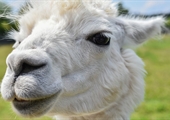 Journey to alpaca farms, learn about invasive insects on Real Virginia