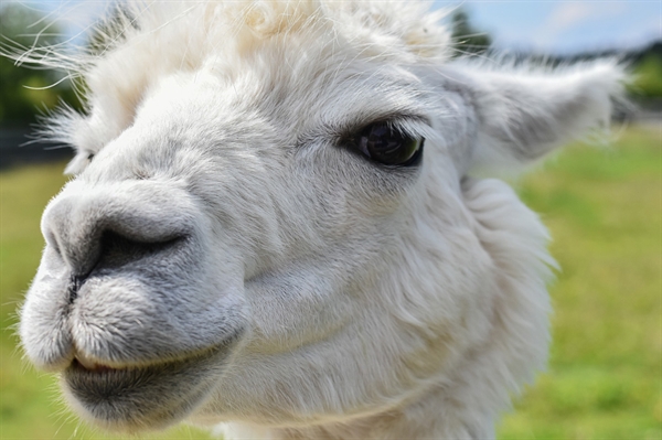 Journey to alpaca farms, learn about invasive insects on Real Virginia