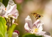 Celebrate birds, bees and more during National Pollinator Week