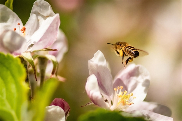 Celebrate birds, bees and more during National Pollinator Week