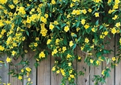 Climbing plants provide vivid hues, height for any size garden