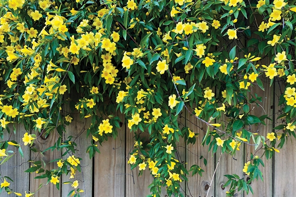 Climbing plants provide vivid hues, height for any size garden