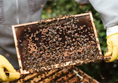 Virginia’s varied landscape is reflected in locally harvested honeys