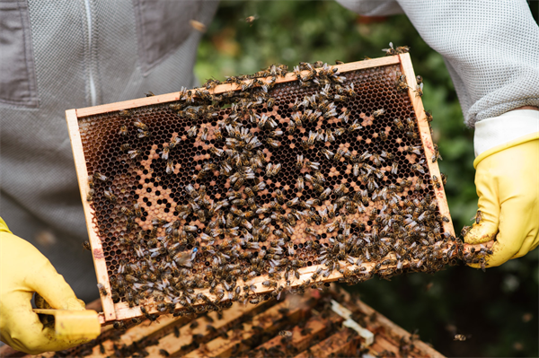 Virginia’s varied landscape is reflected in locally harvested honeys