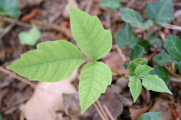 Plant apps can help identify plants and trees