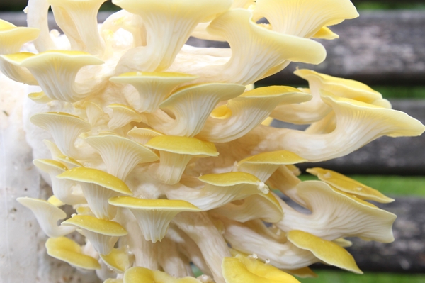 Virginia fungi farmers forge new markets for locally produced mushrooms
