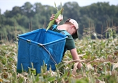 Gleaners pick farm-fresh produce for Virginians in need