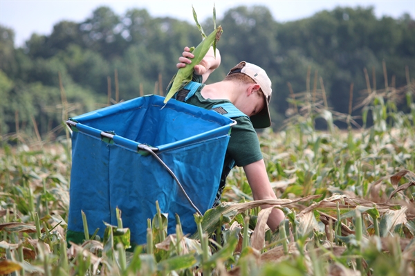 Gleaners pick farm-fresh produce for Virginians in need