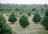 Keep it real this holiday season with a Virginia-grown Christmas tree