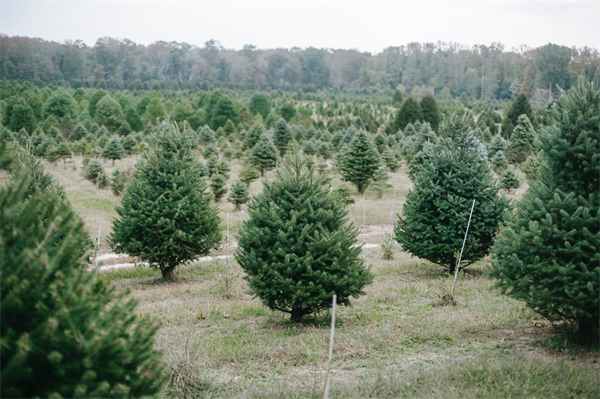 Keep it real this holiday season with a Virginia-grown Christmas tree