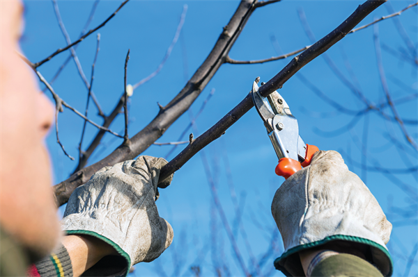 Prepare your garden for spring with an expert-approved checklist