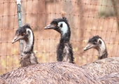 Emus provide unique marketing opportunities for Virginia farmers