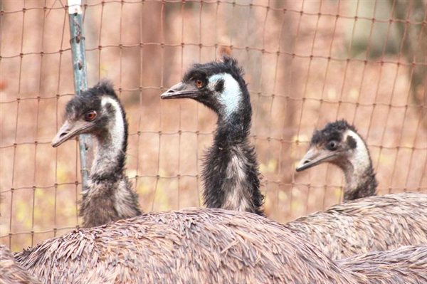 Emus provide unique marketing opportunities for Virginia farmers