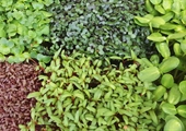 Microgreens make a big impression as easy-to-grow ‘superfoods’