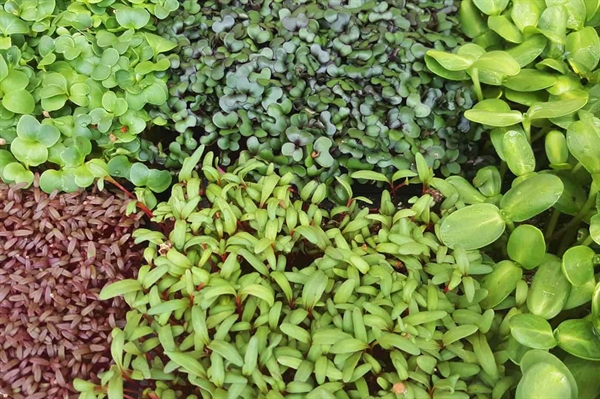 Microgreens make a big impression as easy-to-grow ‘superfoods’