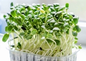 Tiny microgreens produce abundance of nutrients