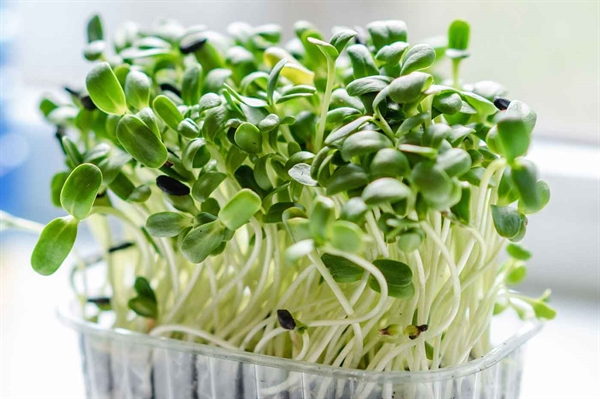 Tiny microgreens produce abundance of nutrients