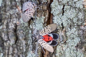 Spotted lanternfly quarantine zone expanding to more Va. localities