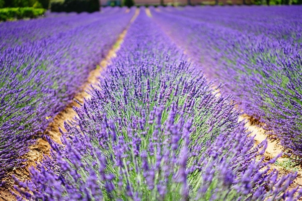 Virginia farmers growing fragrant lavender to diversify