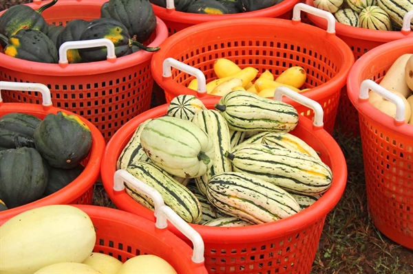 Charitable Virginia farms, volunteers serve communities by providing fresh produce