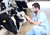Rural veterinary shortages put U.S. food system at risk, report says