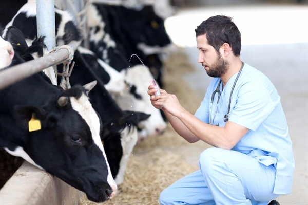 Rural veterinary shortages put U.S. food system at risk, report says