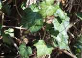 Beware of invasive English ivy
