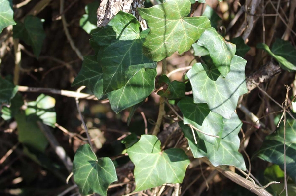 Beware of invasive English ivy