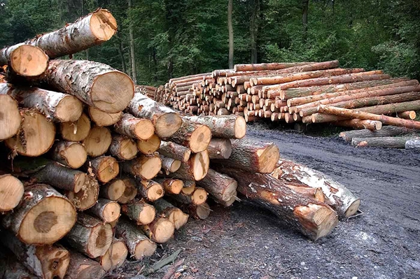 Forestry activities have major economic impact in Virginia