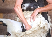 Sheep shearing remains a valued skill, despite market challenges