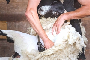 Sheep shearing remains a valued skill, despite market challenges