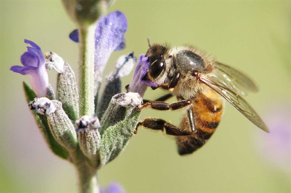 Innovative honeybee vaccine receives conditional license from USDA