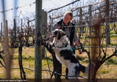 Dog detectives: Researchers training local canines to sniff out spotted lanternflies