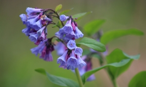 Cultivate magazine explores Virginia’s native wildflowers