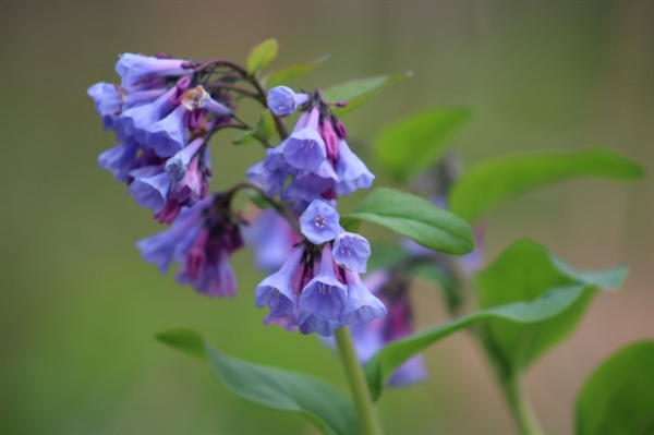 Cultivate magazine explores Virginia’s native wildflowers