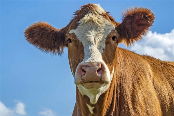 Is animal agriculture a scapegoat for climate change?