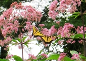 Virginia’s native wildflowers often are unexpected