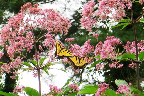 Virginia’s native wildflowers often are unexpected