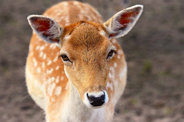 Minimize garden damage by thwarting destructive deer