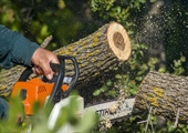 Use caution when cutting trees, branches during yard cleanup