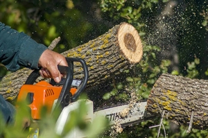 Use caution when cutting trees, branches during yard cleanup