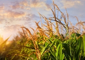 Seize the sweet corn season before summer’s end