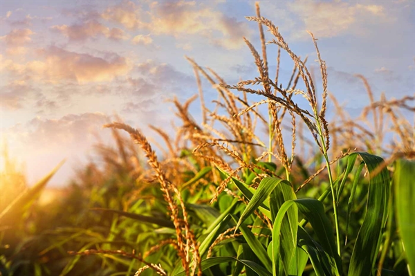 Seize the sweet corn season before summer’s end